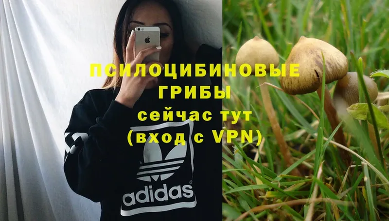 это клад  OMG ссылки  Псилоцибиновые грибы Psilocybine cubensis  Катав-Ивановск  купить  